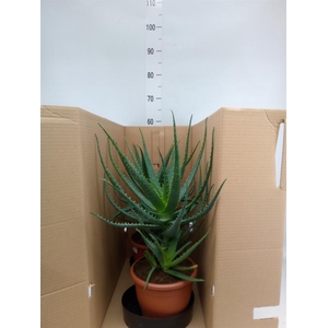 Aloe arborescens