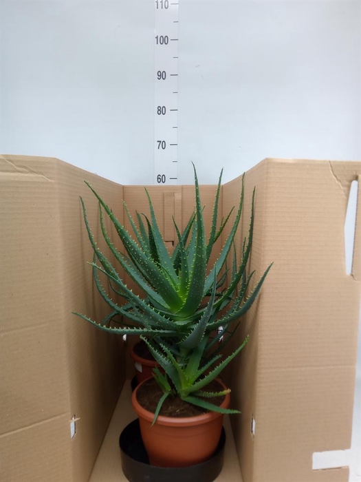 <h4>Aloe arborescens</h4>