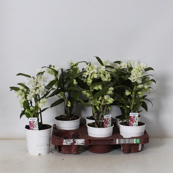 <h4>DENDR N SC APOLLON</h4>