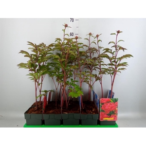 Paeonia lact. 'Karl Rosenf'