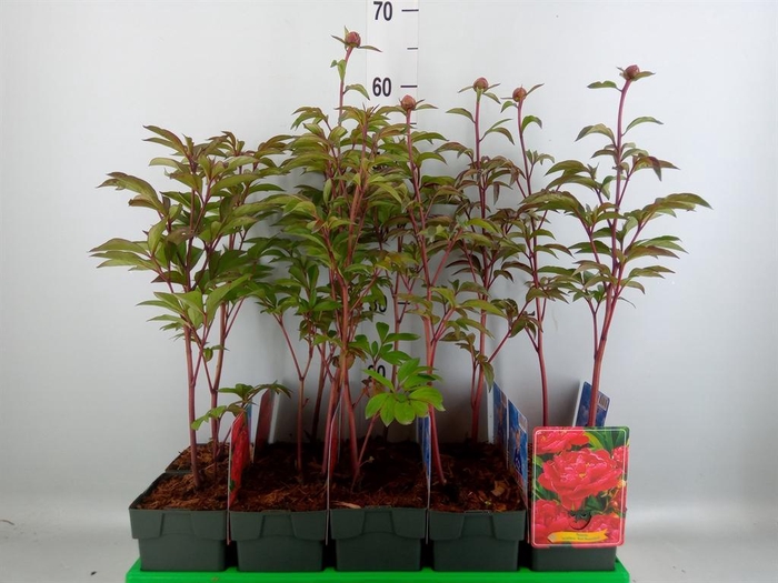 <h4>Paeonia lact. 'Karl Rosenf'</h4>