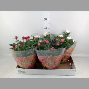 Rosa  'Favourite Roses'   ...mix 4