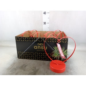 Tillandsia