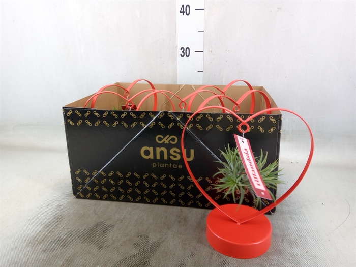 <h4>Tillandsia</h4>