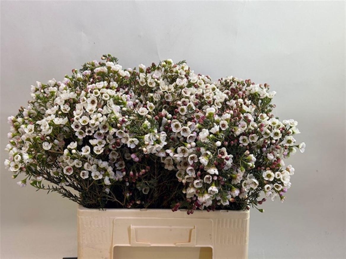 <h4>CHAME MOONL DELIGHT</h4>