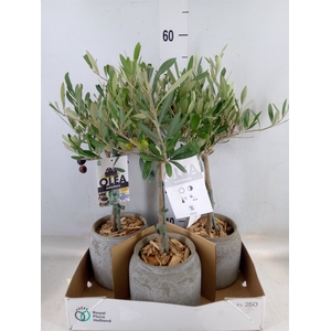 Arr.   Tuinplanten H%
