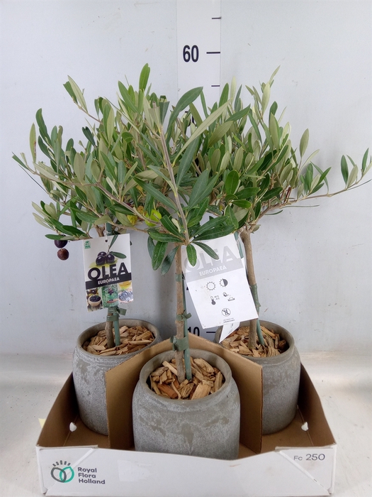 <h4>Arr.   Tuinplanten H%</h4>