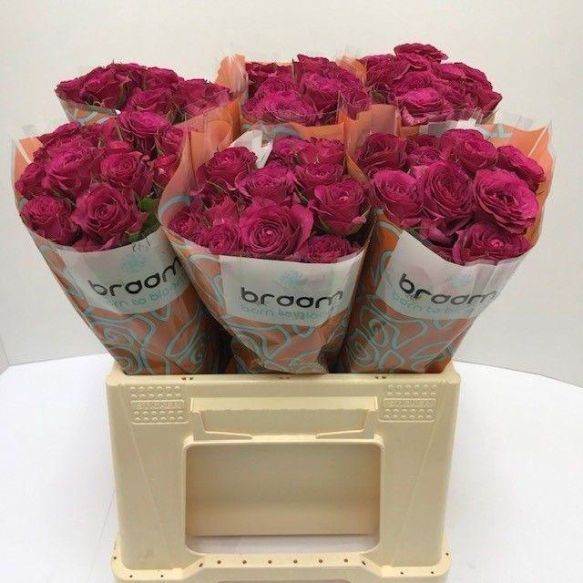 <h4>Rosa TR 'Cheyenne' BRAAM</h4>