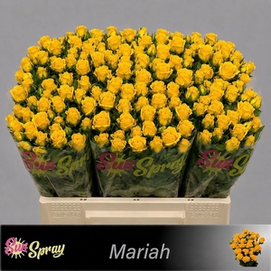 R TR MARIAH