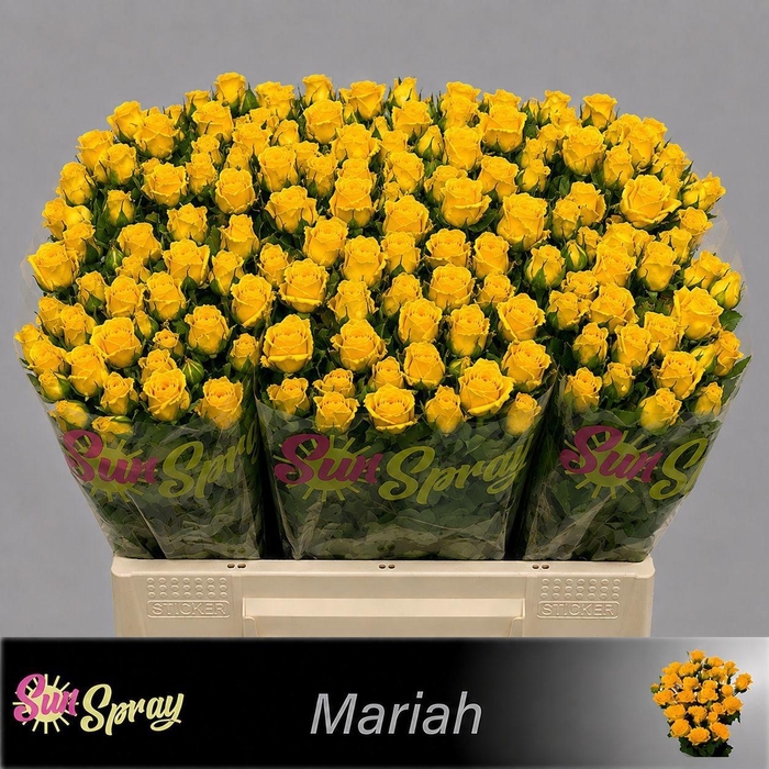<h4>R TR MARIAH</h4>