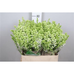 Syr V Mme Fl Stepman 2+