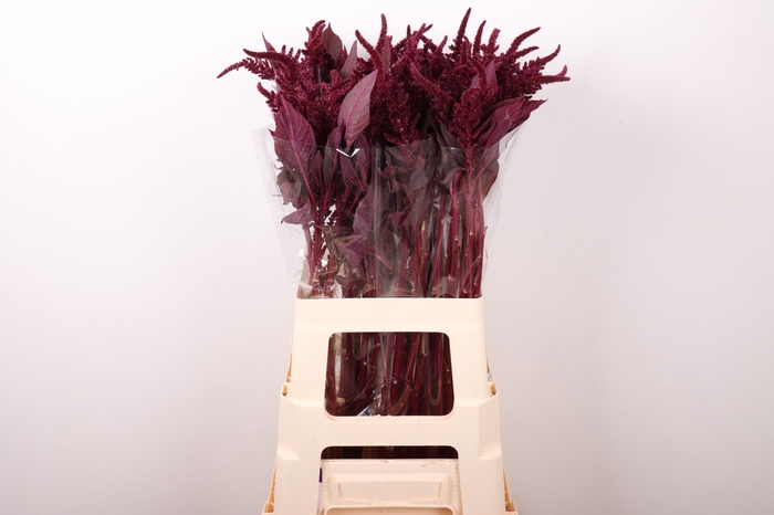 <h4>AMAR CR VELVET</h4>