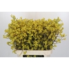 Anigozanthos Bush Down