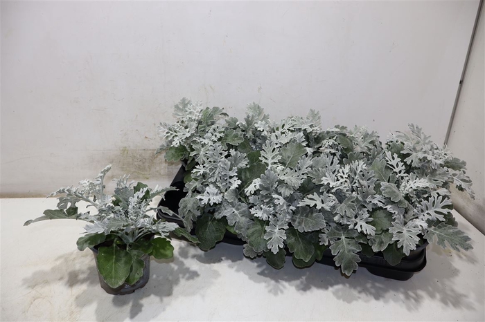 <h4>Jacobaea Maritima</h4>