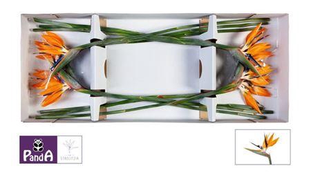 <h4>Strel Reginae Bloem</h4>