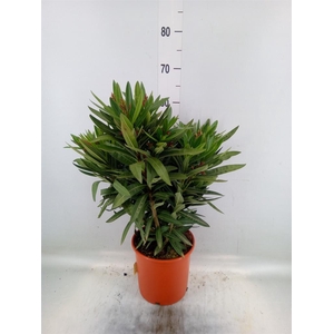 Nerium oleander 'Corazon'   ...mix