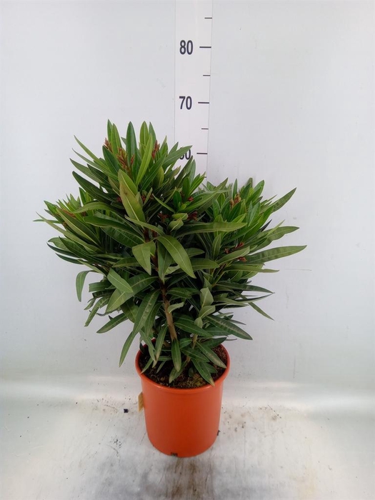 <h4>Nerium oleander 'Corazon'   ...mix</h4>