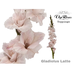 GLAD GR LATTE