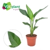 Strelitzia reginae (zonder bloem)