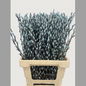 Salix Wilgenkatjes Light Blue 70cm P Stem