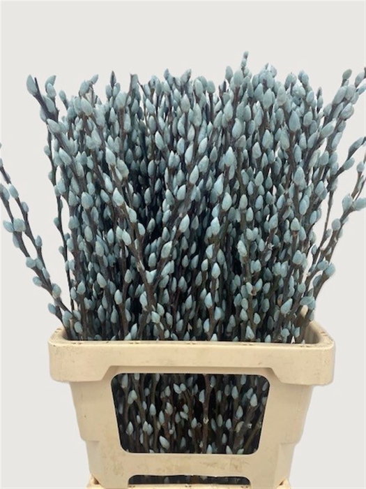 <h4>Salix Wilgenkatjes Light Blue 70cm P Stem</h4>