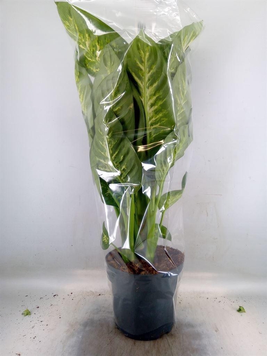 <h4>Dieffenbachia seg. 'Reeva'</h4>
