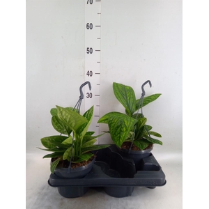 Epipremnum pinn. 'Marble Planet'