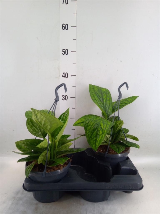 <h4>Epipremnum pinn. 'Marble Planet'</h4>