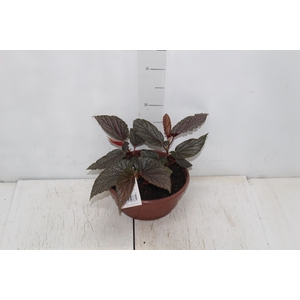 BEGONIA BENIGO PINK C21