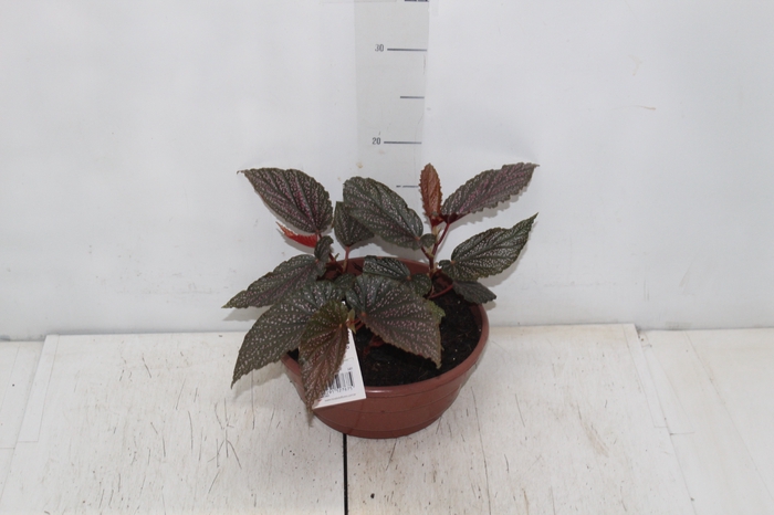 <h4>BEGONIA BENIGO PINK C21</h4>