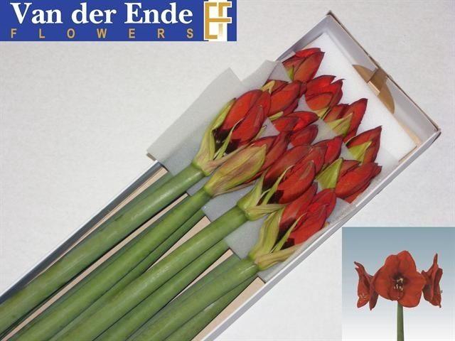 <h4>HIPP GA RED LION</h4>