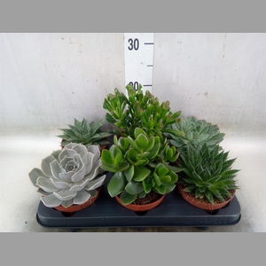 Succulents   ...mix 6
