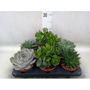 Succulents   ...mix 6