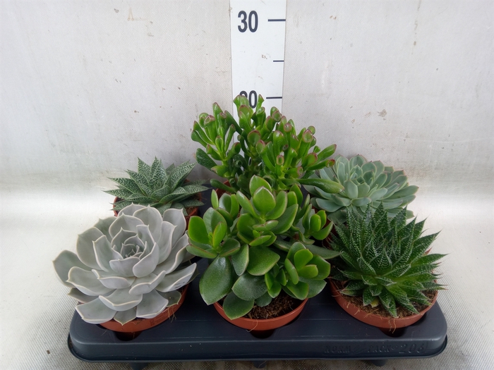 <h4>Succulents   ...mix 6</h4>