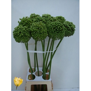 ALLIUM BA GREEN CRAZ