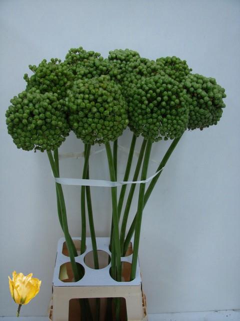 <h4>ALLIUM BA GREEN CRAZ</h4>