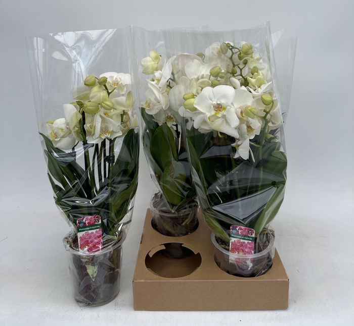 <h4>PHAL OV WIT</h4>