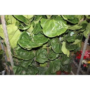 FICUS LYRATA P24