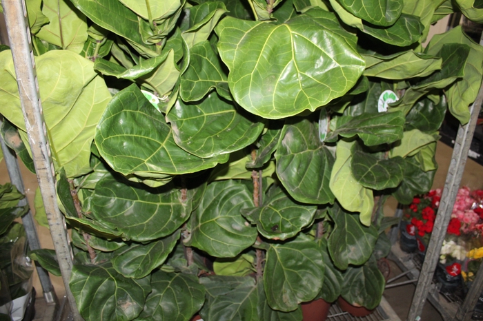 <h4>FICUS LYRATA P24</h4>