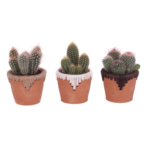 Cactus mix 8,5 cm in samoa pot