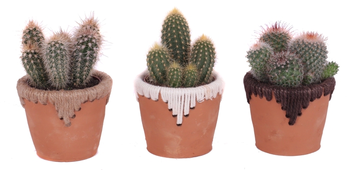 <h4>Cactus mix 8,5 cm in samoa pot</h4>