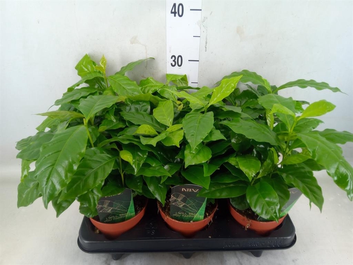 <h4>Coffea arabica</h4>