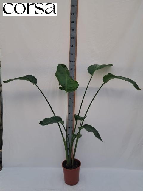 <h4>STRELITZIA NICOLAI</h4>