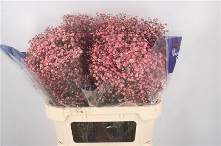 <h4>Gyps Klb Red</h4>