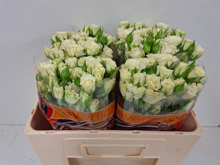 <h4>R TR SNOWFLAKE</h4>