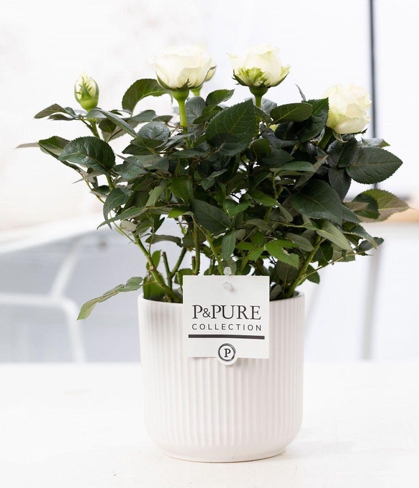 <h4>Rosa white in P&PURE Sophie ceramics white</h4>