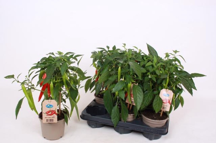 <h4>Groenteplanten Peper (Capsicum annu</h4>