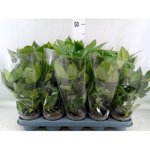 Fatsia japonica   ...