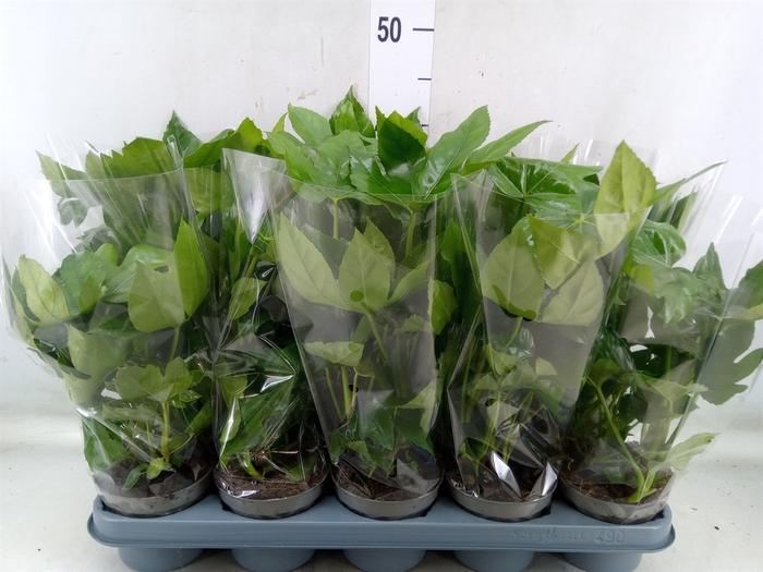 <h4>Fatsia japonica   ...</h4>