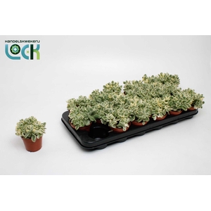 cotyledon ladismithiensis Varigata